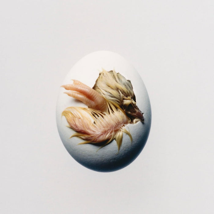 Shygirl SWALLOW! CD Due Out 06/11/26