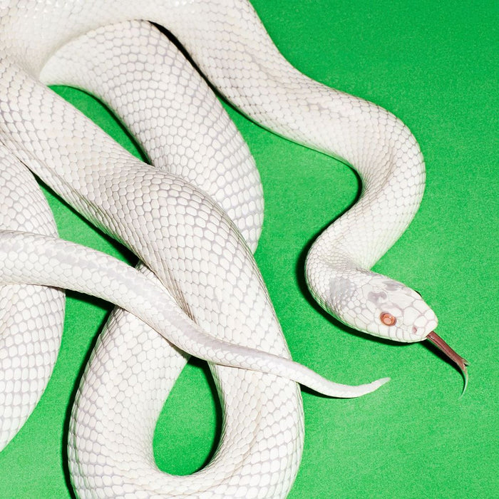 Deftones private music